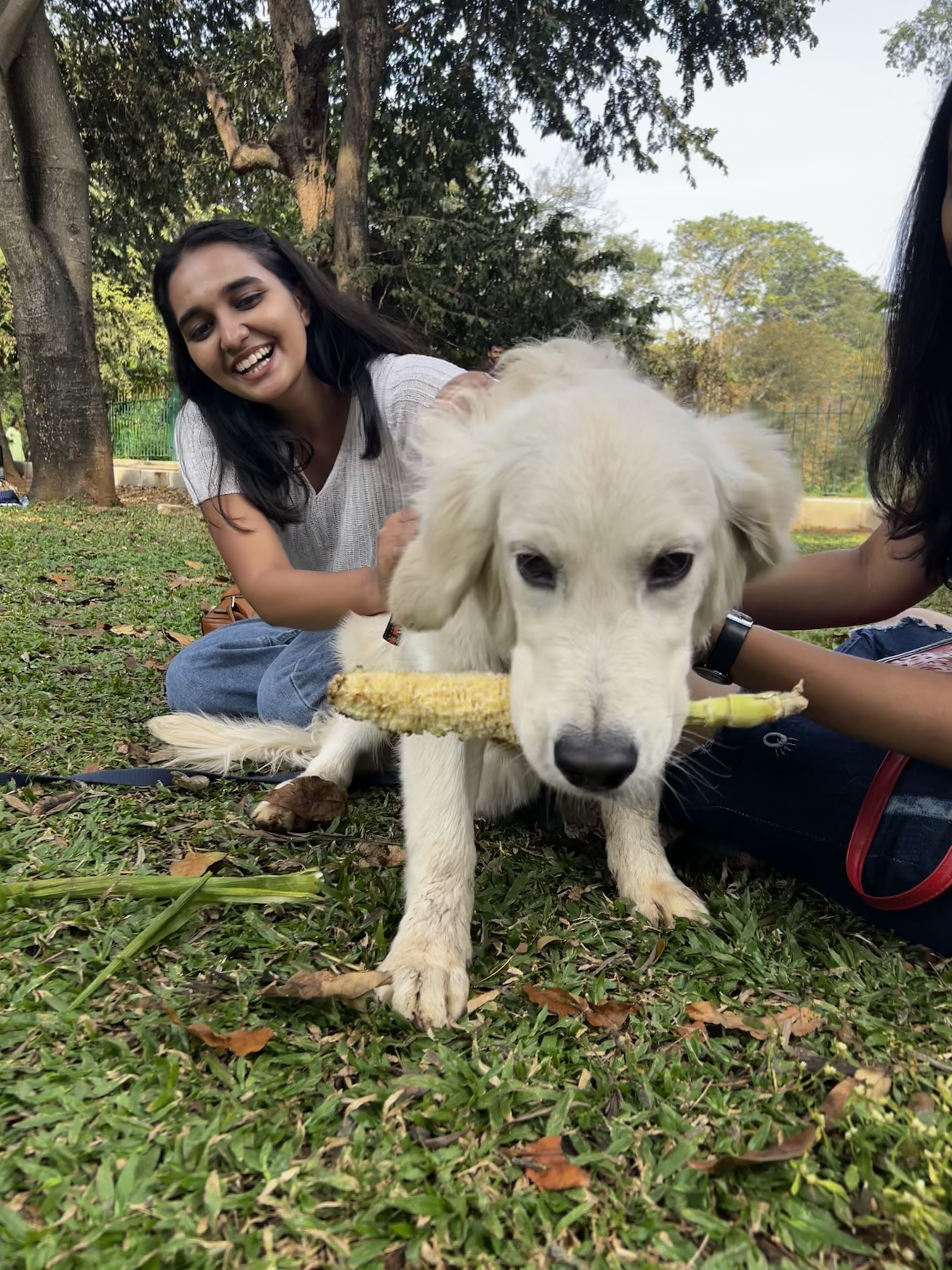 Playful Dog Moment